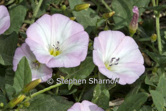 convolvulus althaeoides graphic